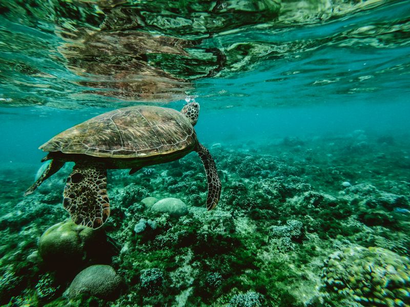 Biodiversidad en Honduras