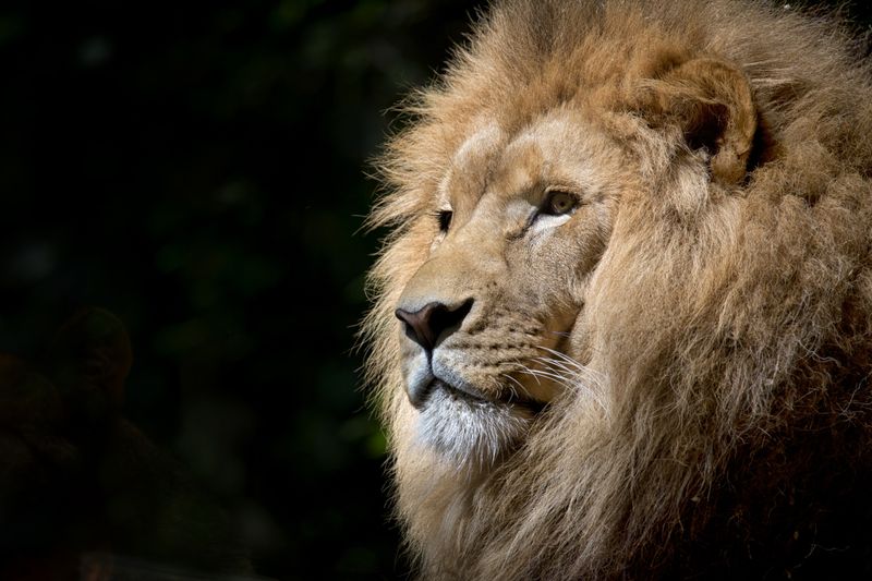 Animales de Honduras