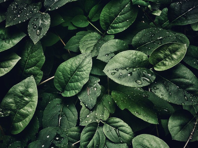 Plantas y Fotosíntesis