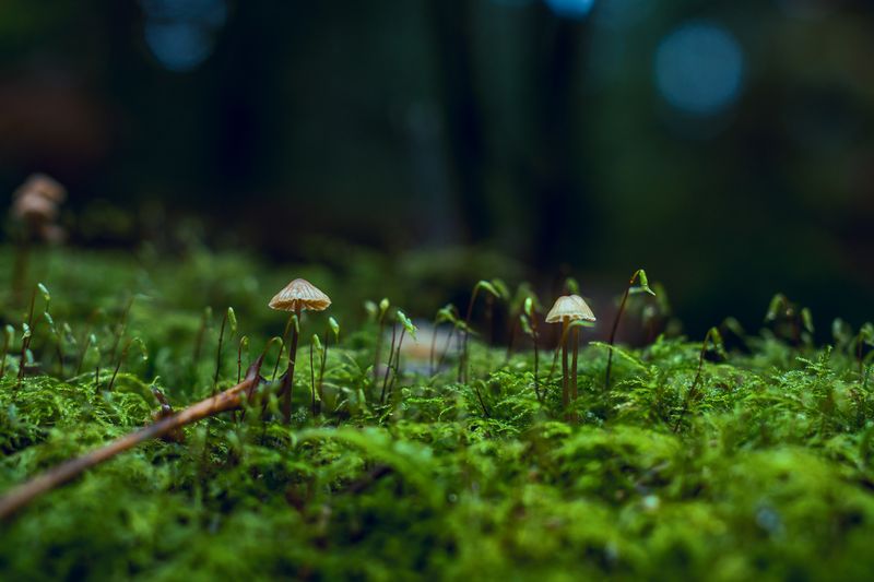 Biodiversidad en Honduras