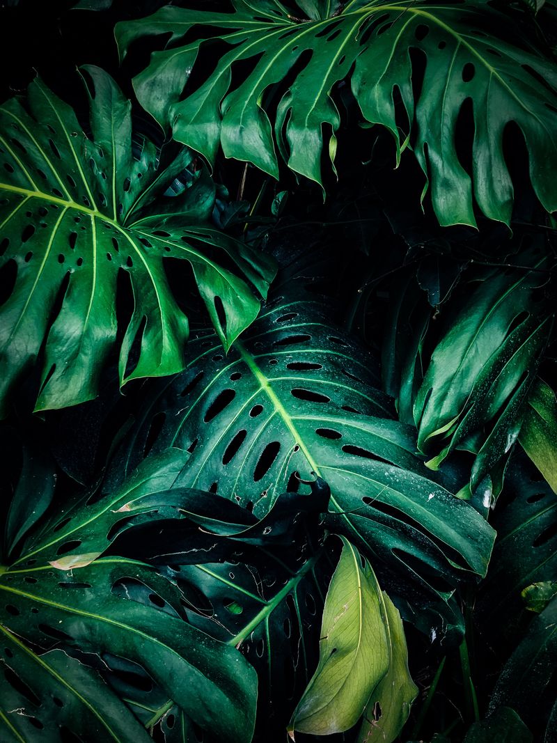Plantas y Fotosíntesis