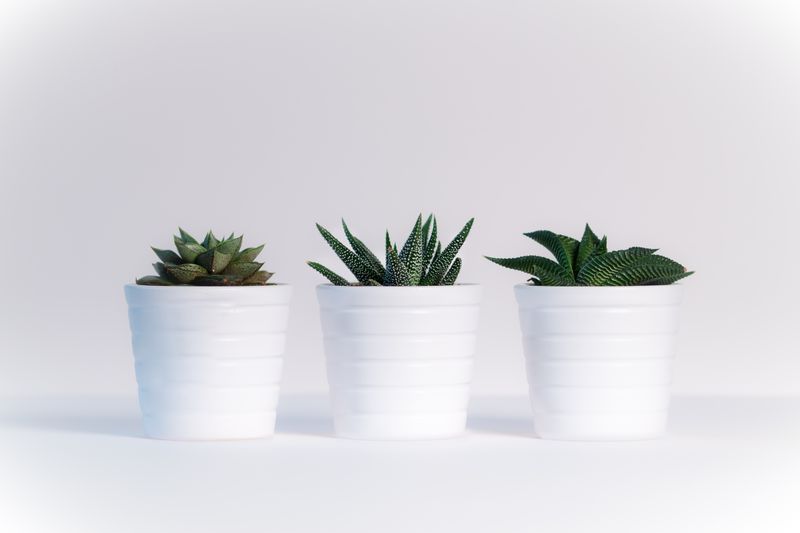 Plantas y Fotosíntesis