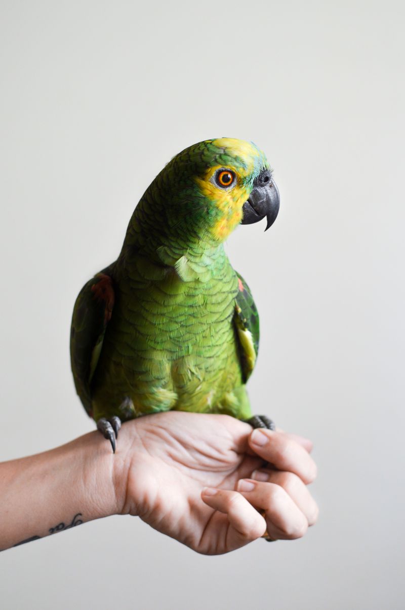 Animales de Honduras