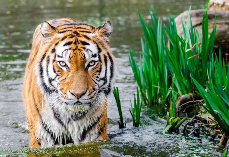 Animales de Honduras